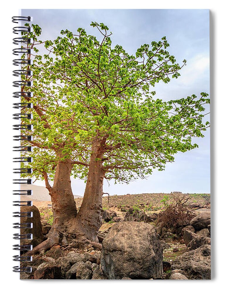 Arabian Spiral Notebook featuring the photograph Baobab tree by Alexey Stiop