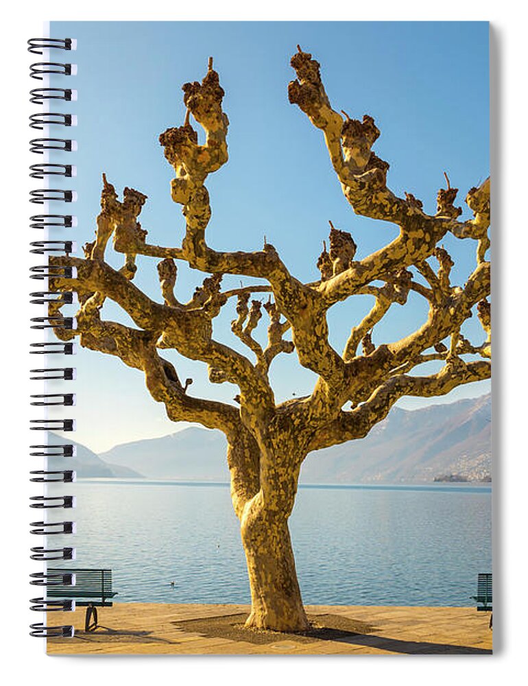 Tree Spiral Notebook featuring the photograph Bare Tree by Mats Silvan