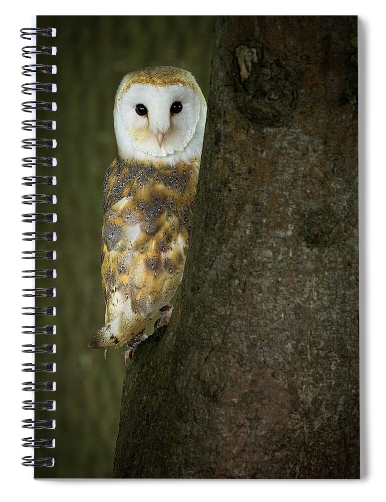 Barn Owl Spiral Notebook featuring the photograph Barn Owl 1 by Nigel R Bell