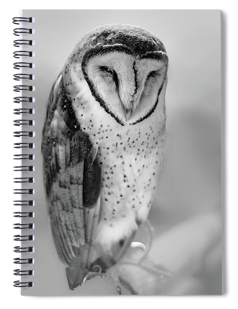 Nature Spiral Notebook featuring the photograph Barn Owl II by Robert Mitchell