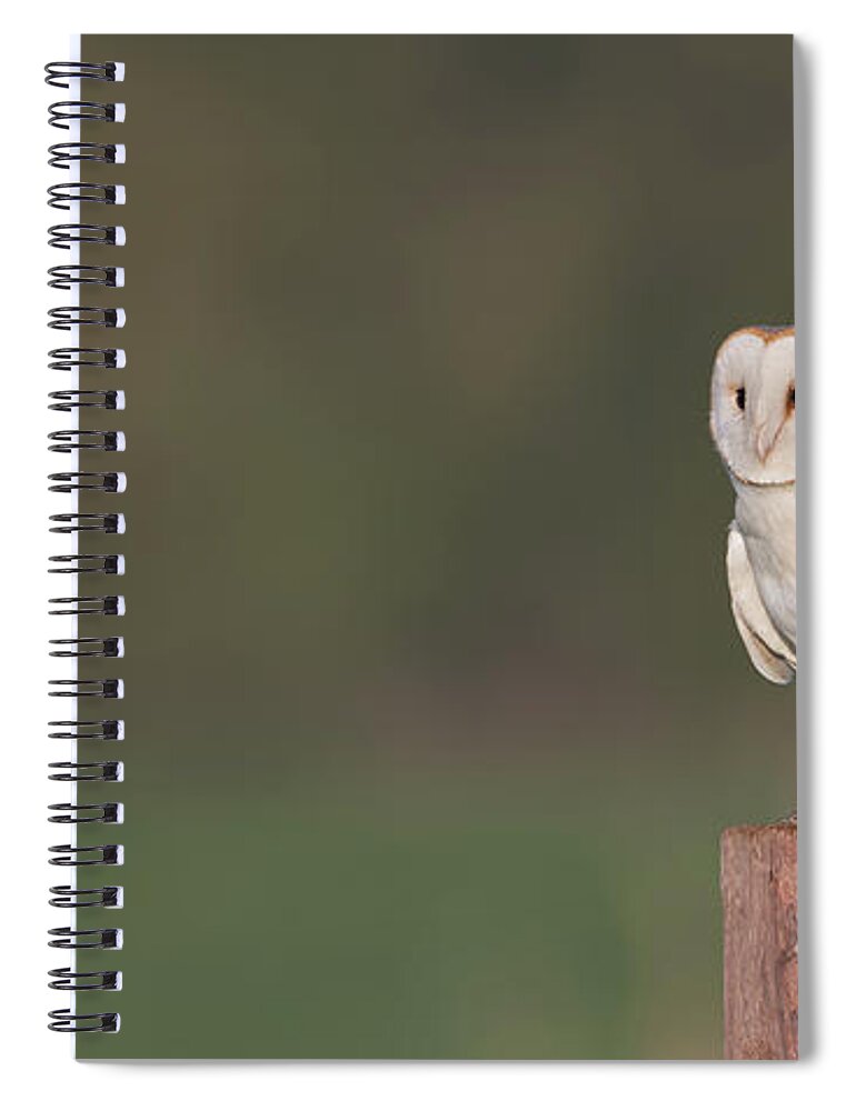Barn Spiral Notebook featuring the photograph Barn Owl On Post by Pete Walkden
