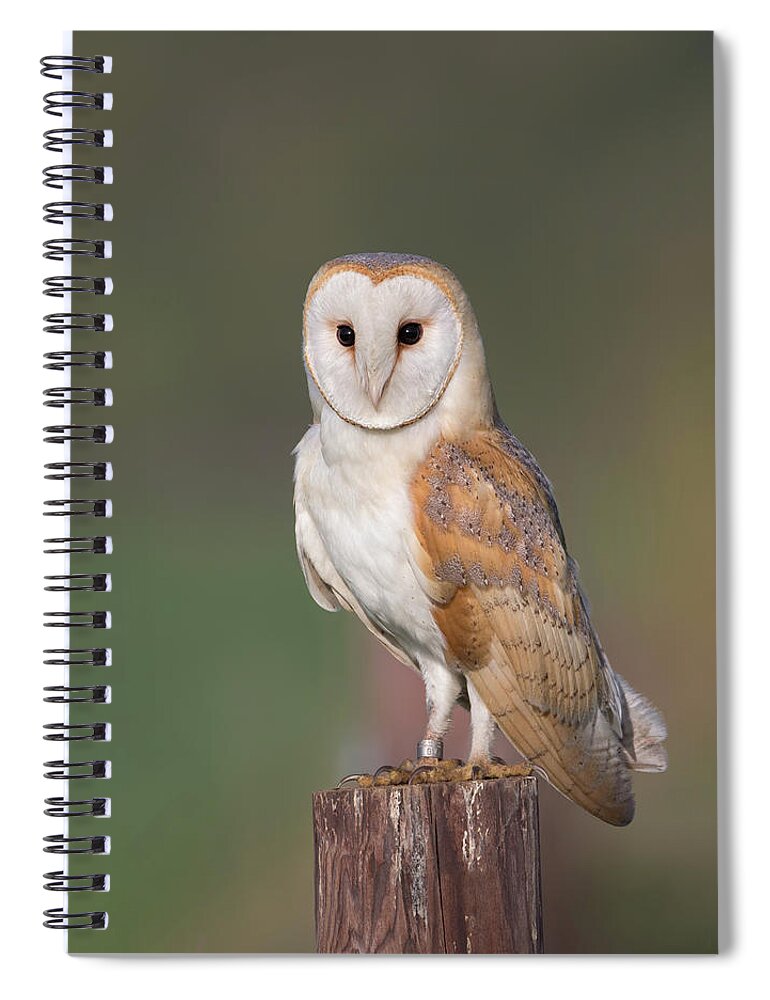 Barn Spiral Notebook featuring the photograph Barn Owl Perched by Pete Walkden