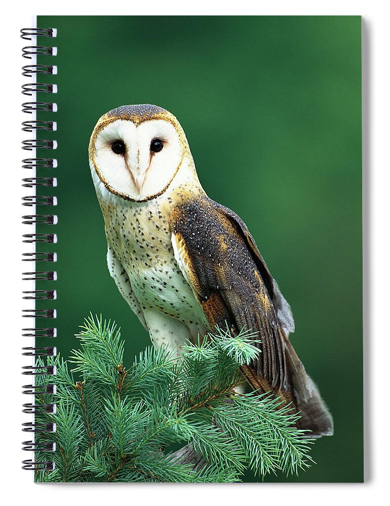 Mp Spiral Notebook featuring the photograph Barn Owl Tyto Alba Portrait, Hudson by Tom Vezo