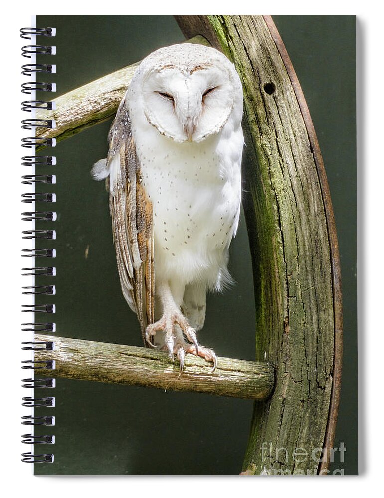 Bird Spiral Notebook featuring the photograph Barn Owl by Werner Padarin