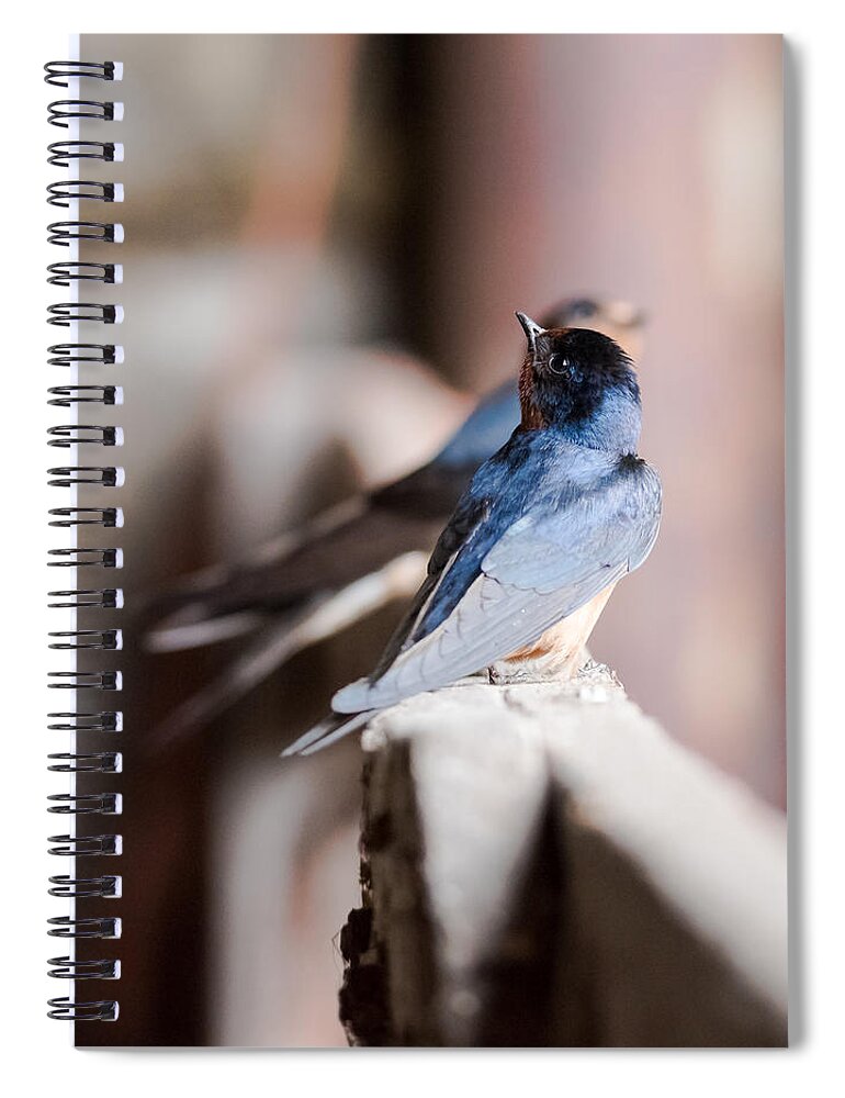 Barn Swallows Spiral Notebook featuring the photograph Barn Swallows by Holden The Moment