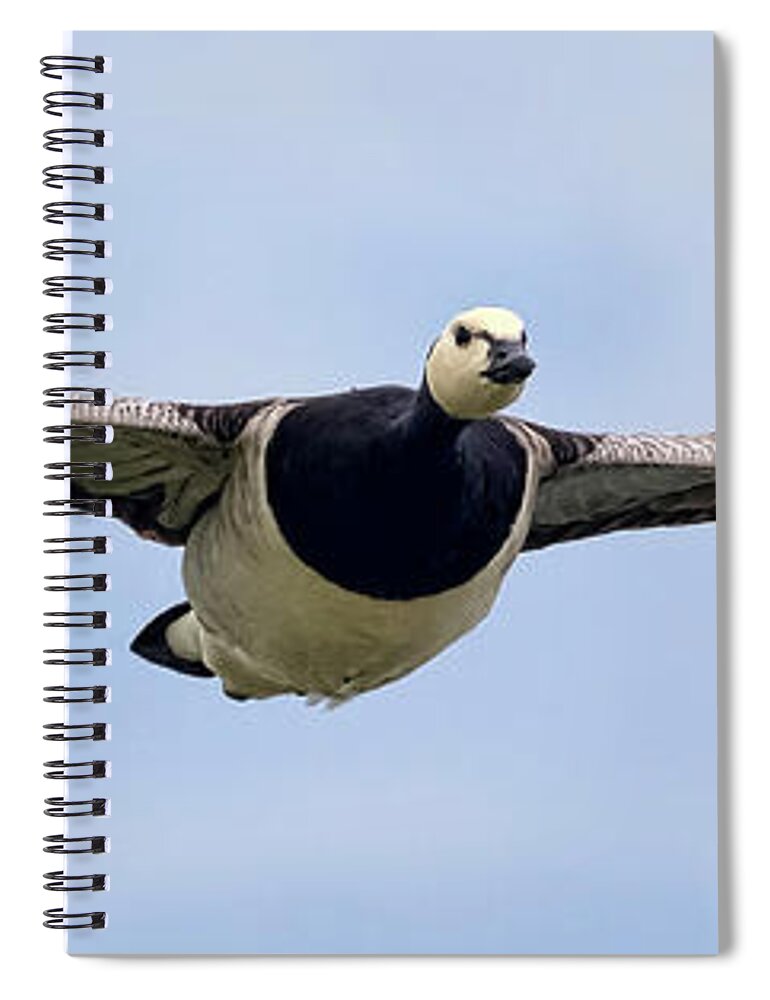 Bird Spiral Notebook featuring the photograph Barnacle Goose by Nadia Sanowar