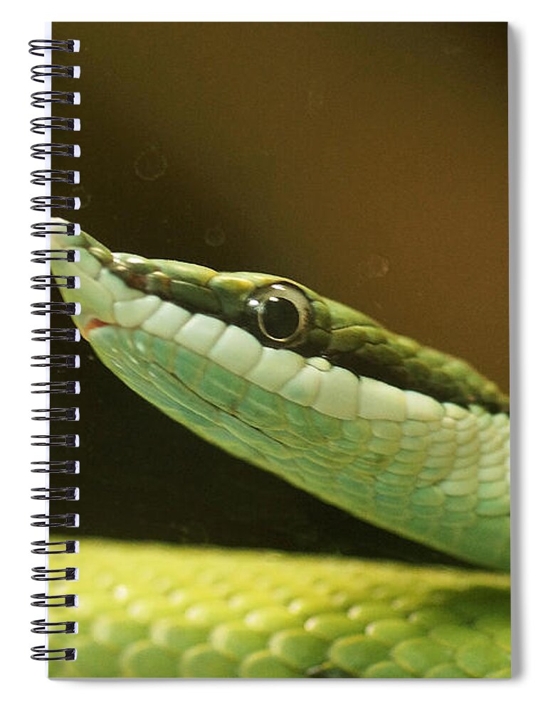 Nature Spiral Notebook featuring the photograph Baron's green racer by Rudi Prott