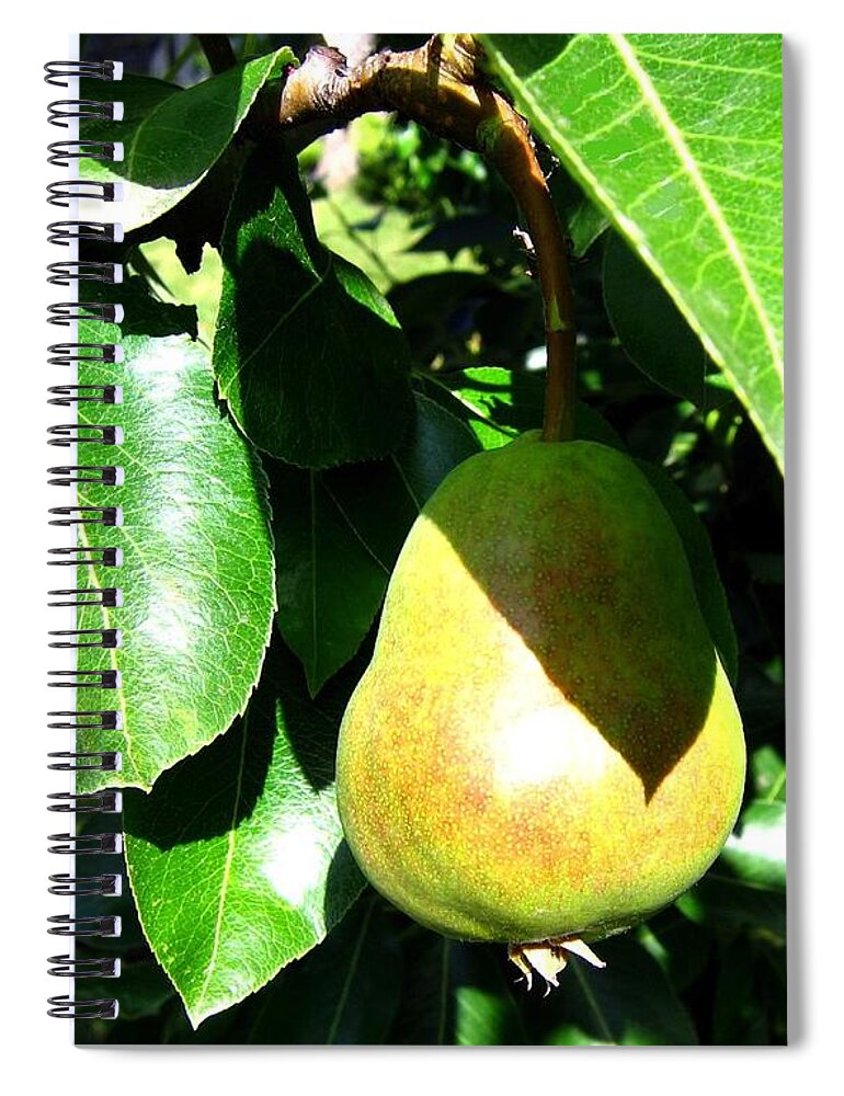 Pear Spiral Notebook featuring the photograph Bartlett Pear by Will Borden