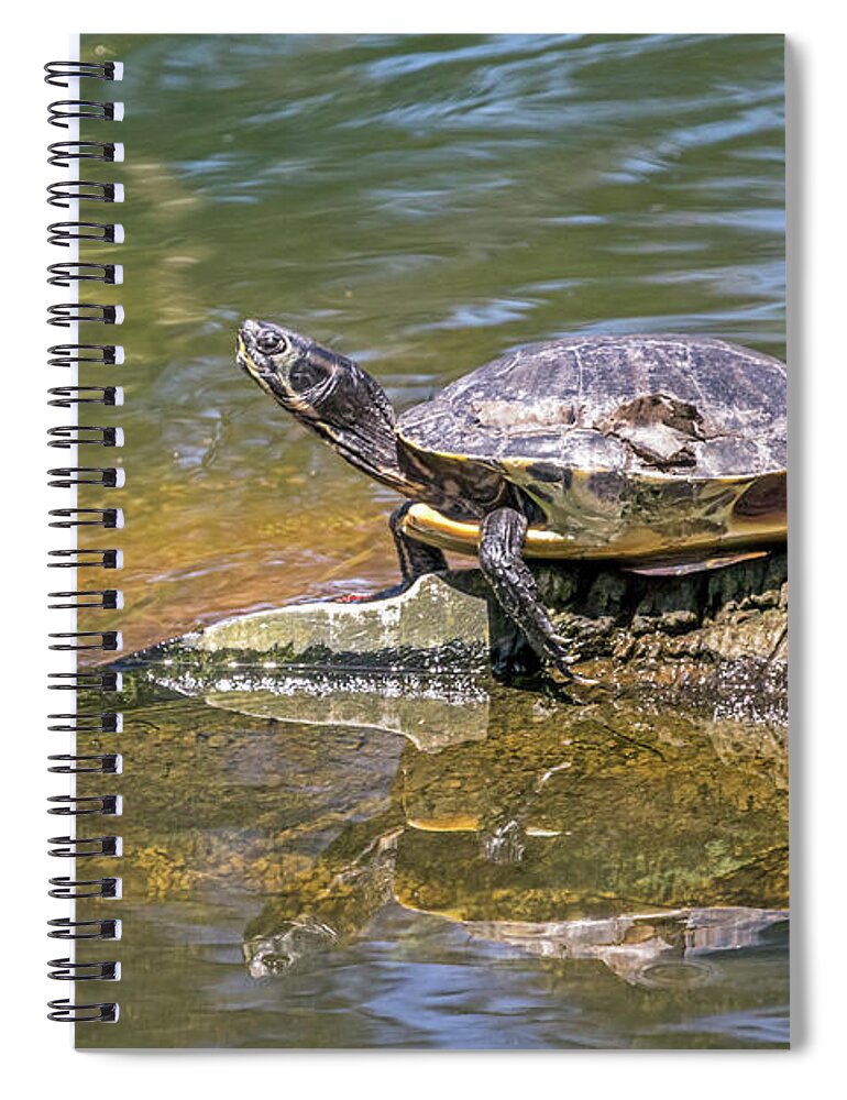 Turtles Spiral Notebook featuring the photograph Basking by Kate Brown