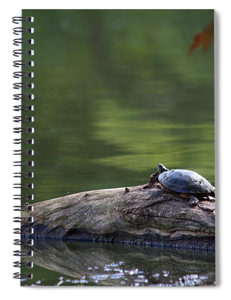 Turtle Spiral Notebook featuring the photograph Basking Turtle by Lyle Hatch