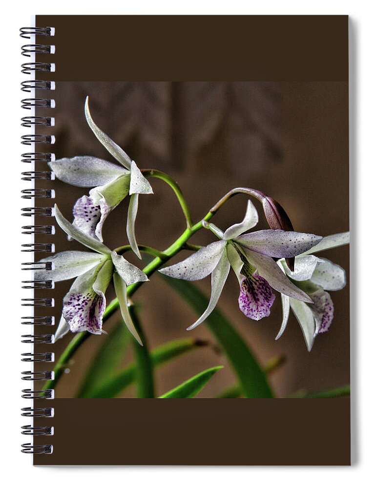 Orchid Spiral Notebook featuring the photograph Ghillanyara Haleahi by Alana Thrower