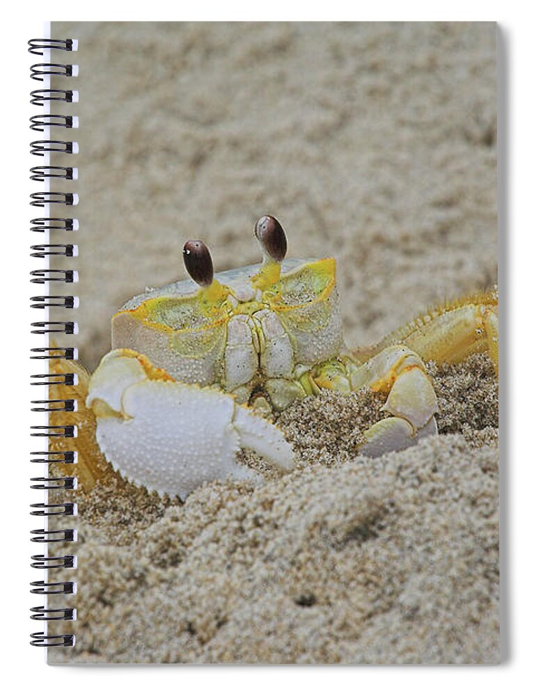 Sand Spiral Notebook featuring the photograph Beach Crab in Sand by Randy Steele