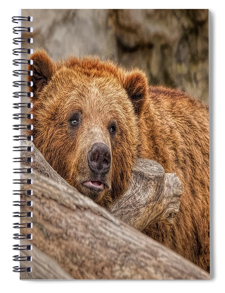 Nature Wear Spiral Notebook featuring the photograph Bear Nature Wear by LeeAnn McLaneGoetz McLaneGoetzStudioLLCcom
