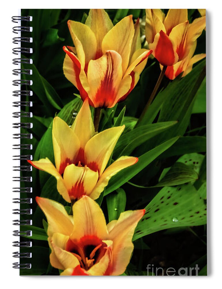 Plants Spiral Notebook featuring the photograph Beautiful Bicolor Tulips by Robert Bales