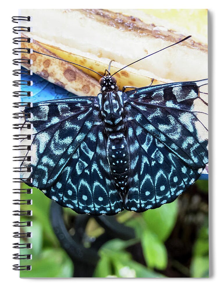 Butterfly Spiral Notebook featuring the photograph Beautiful Blue and White Butterfly by Bob Slitzan