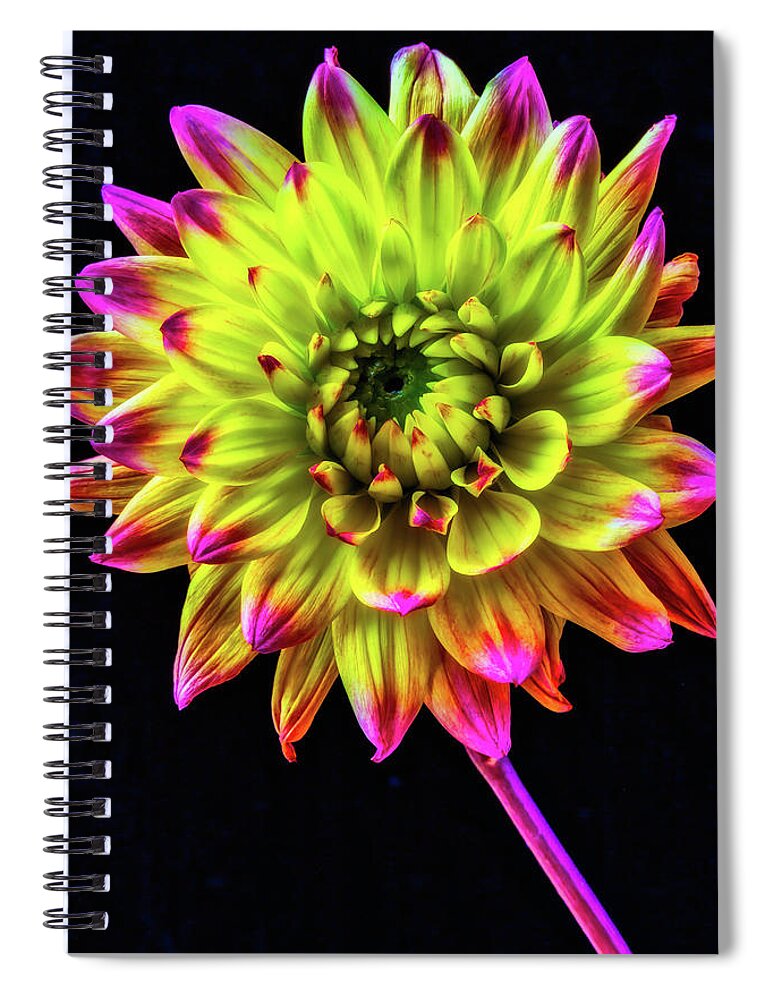 Color Spiral Notebook featuring the photograph Beautiful Graphic Dahlia by Garry Gay