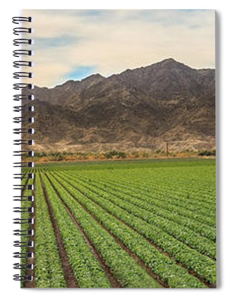 Winter Lettuce Spiral Notebook featuring the photograph Beautiful Lettuce Field by Robert Bales