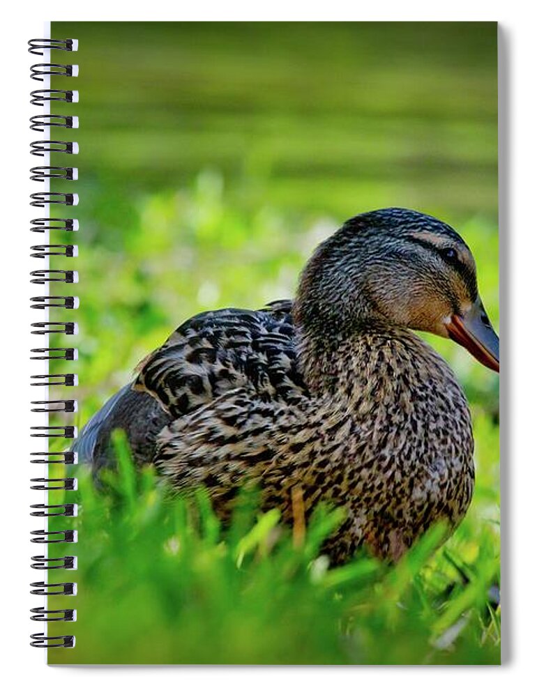 Mallard Spiral Notebook featuring the photograph Beautiful Mama Duck by Linda Unger