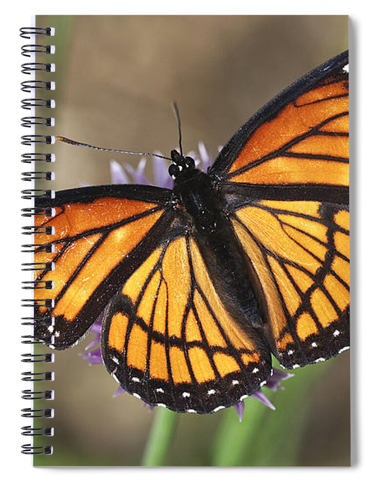  Spiral Notebook featuring the photograph Beauty With Wings by Deborah Benoit