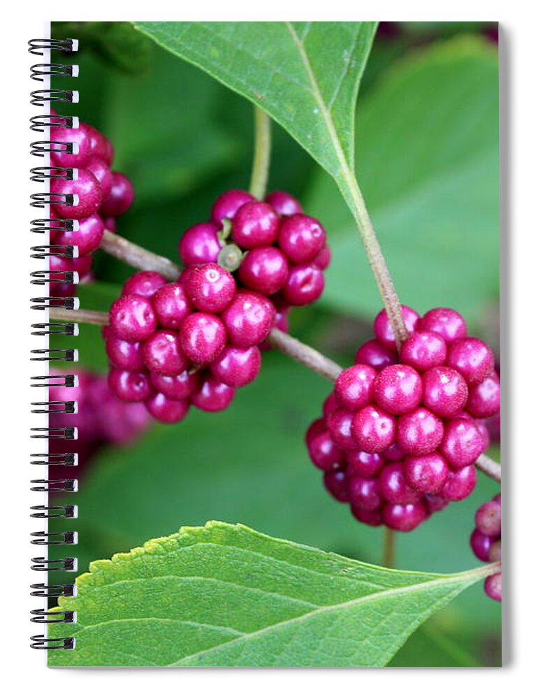 Beautyberry Bush Spiral Notebook featuring the photograph Beautyberry Bush by Carol Groenen