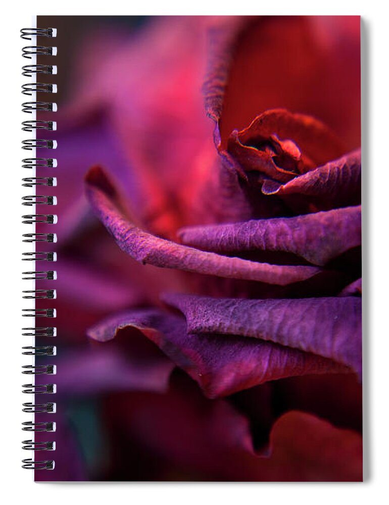 Red Spiral Notebook featuring the photograph Beauty's Rose by Theresa Tahara