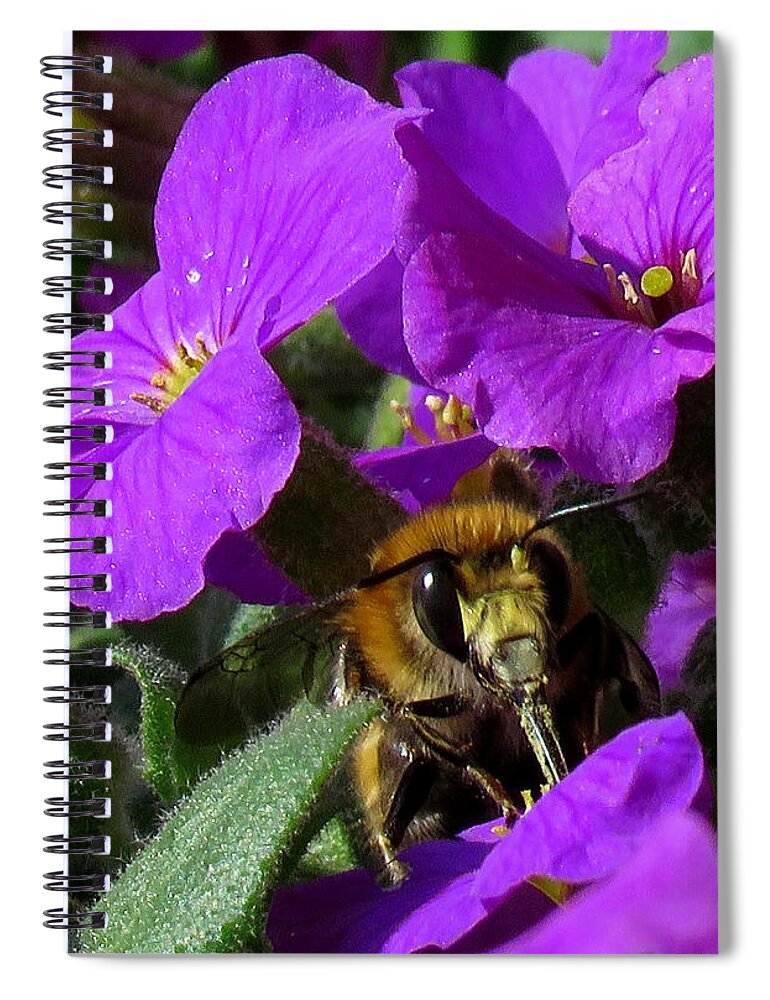 Bee Spiral Notebook featuring the photograph Bee Feeding on Purple Flower by John Topman