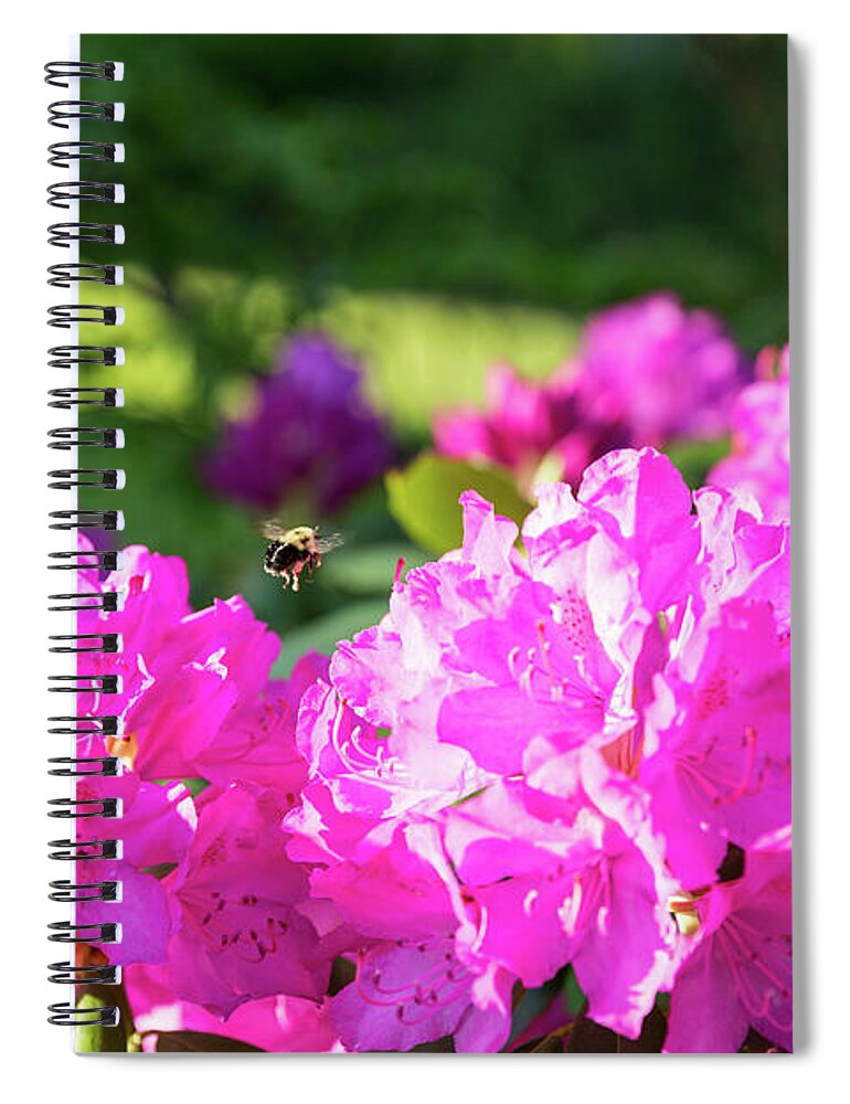 Bee Spiral Notebook featuring the photograph Bee Flying Over Catawba Rhododendron by D K Wall