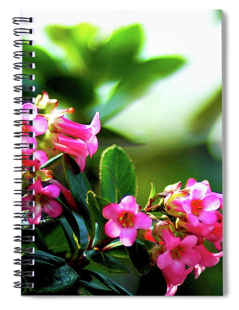 Macro Spiral Notebook featuring the photograph Bee in flight by Micah May