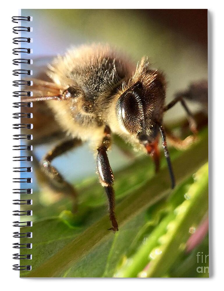 Bee Spiral Notebook featuring the photograph Spring Bee by Masha Batkova