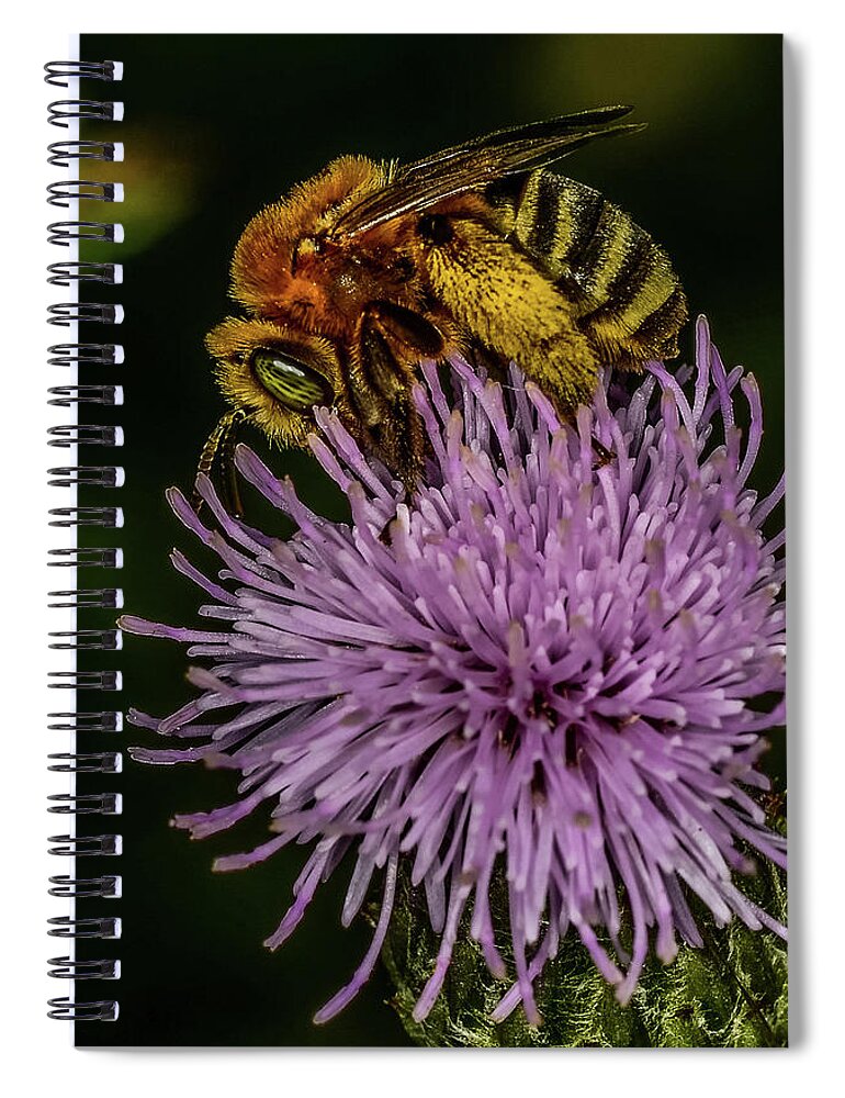 Bee On A Thistle Spiral Notebook featuring the photograph Bee On A Thistle by Paul Freidlund