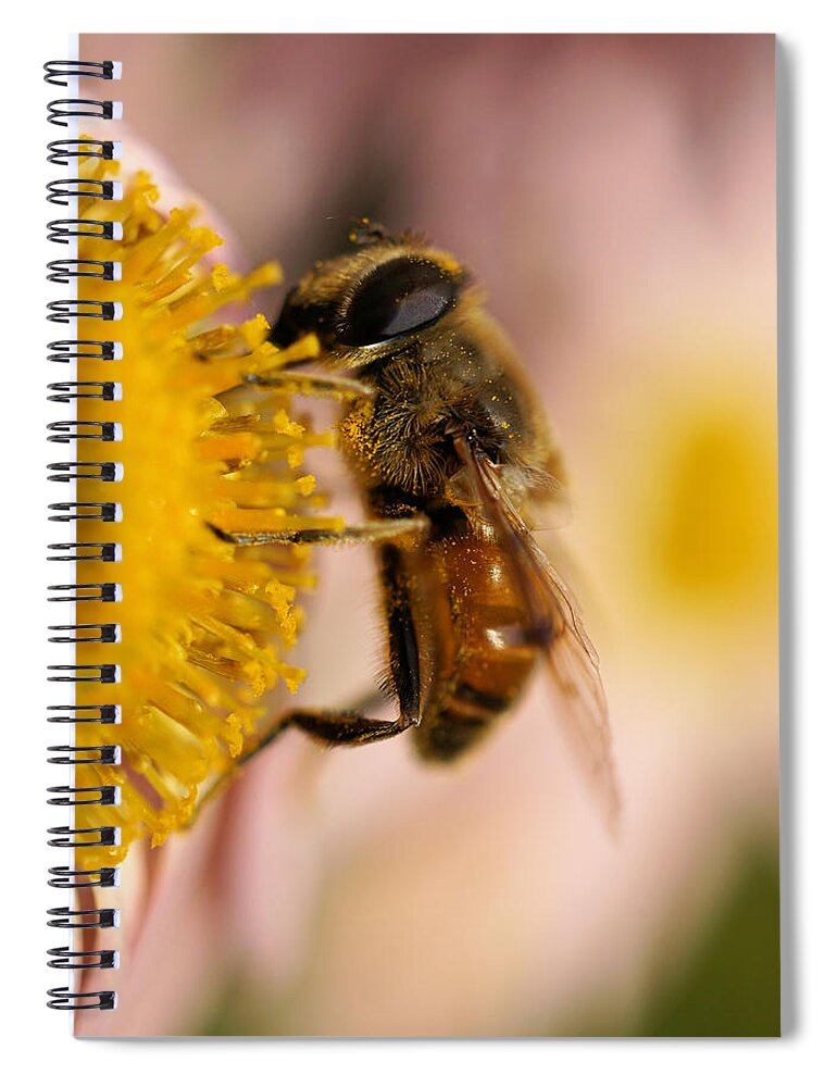 Bee On The Flower Spiral Notebook featuring the photograph Hoverfly on the flower extreme close up by Lilia S