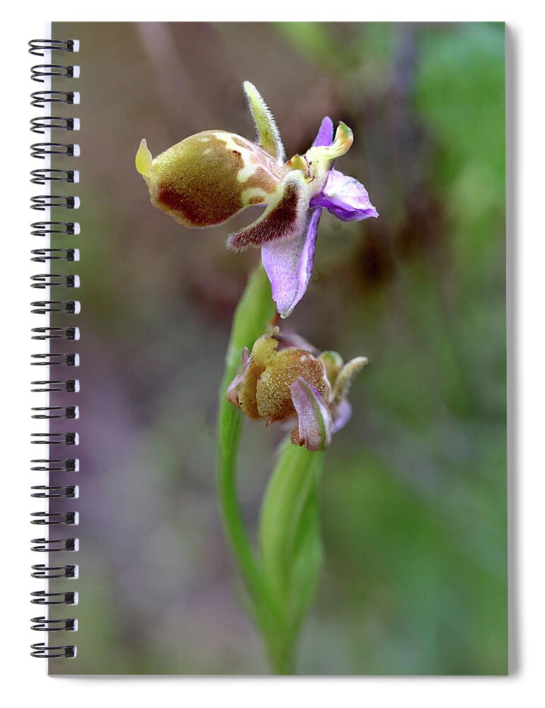Bee Orchid Spiral Notebook featuring the photograph Bee orchid by Paul Cowan
