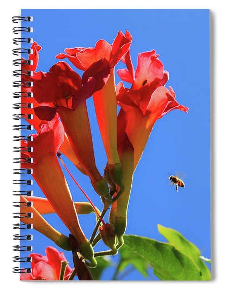 Bee With Trumpet Flowers 1 Spiral Notebook featuring the photograph Bee with Trumpet Flowers 1 by Bonnie Follett
