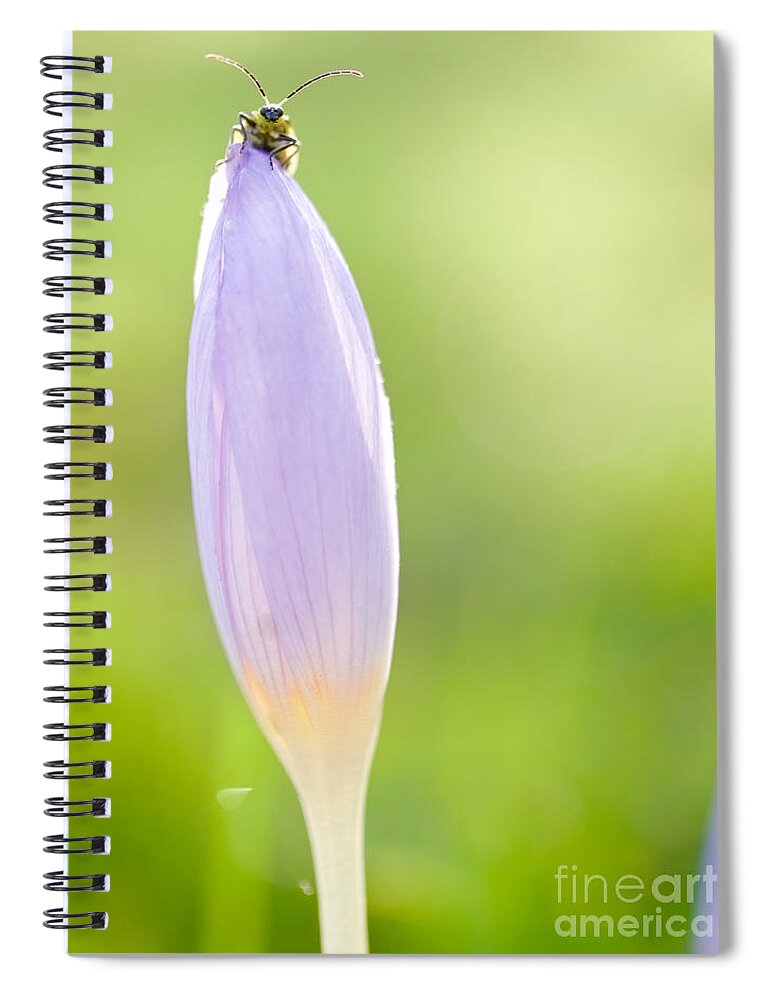 Spotted Cucumber Beetle Spiral Notebook featuring the photograph A Beetle and a Crocus Flower by Rachel Morrison