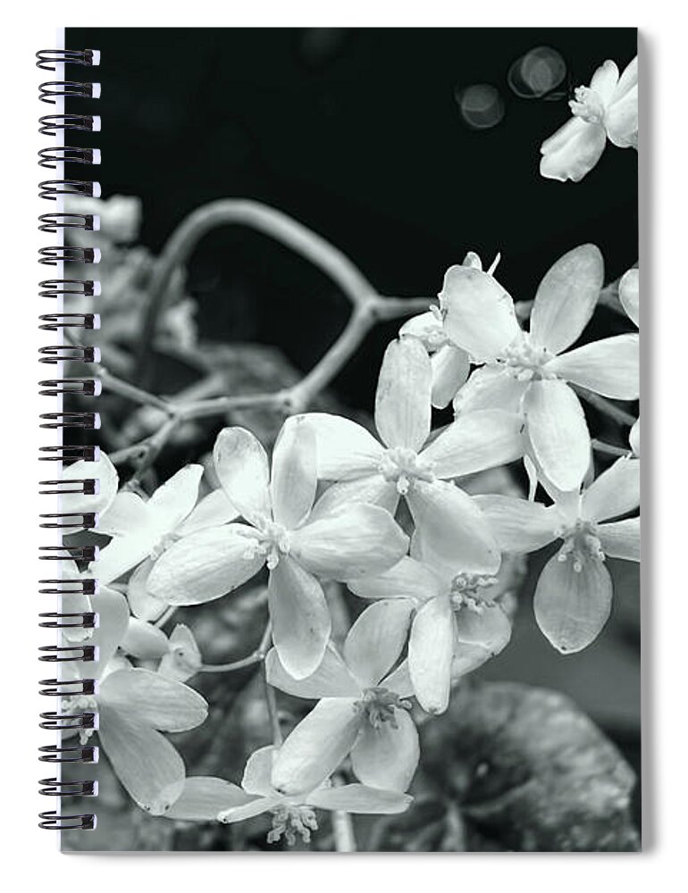 Begonia Flowers Spiral Notebook featuring the photograph Begonia Flowers by Olga Hamilton