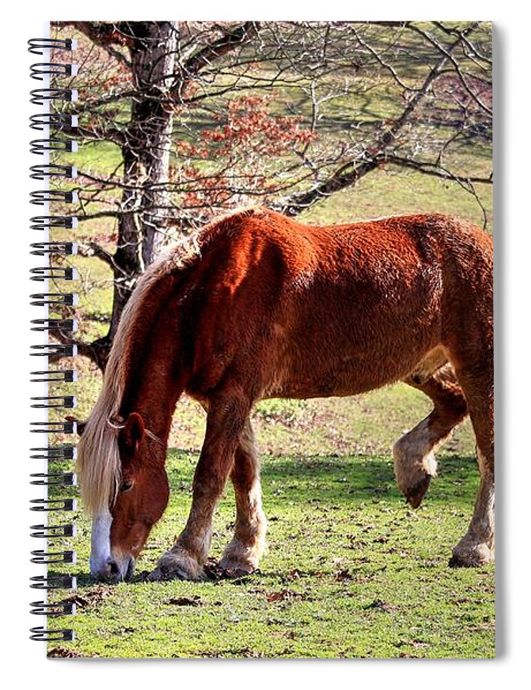 Belgian Draft Horse Spiral Notebook featuring the photograph Belgian Draft Horse by Carol Montoya