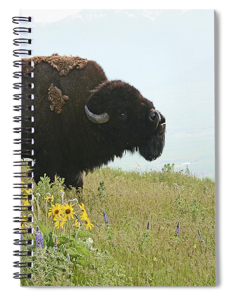 Bellowing Spiral Notebook featuring the photograph Bellowing Bull Bison by Whispering Peaks Photography