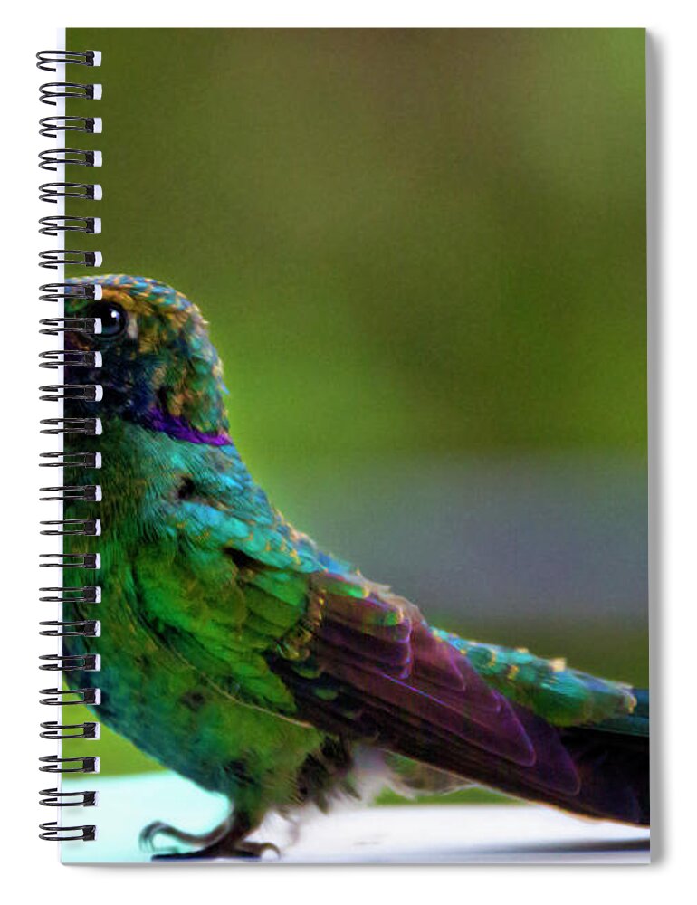 Belly Spiral Notebook featuring the photograph Belly Up To The Bar by Al Bourassa