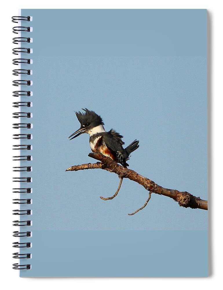 Belted Kingfisher Spiral Notebook featuring the photograph Belted Kingfisher by Barbara Bowen