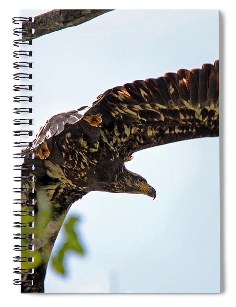 Beneath The Wings Of An Eagle Spiral Notebook featuring the photograph Beneath the Wings of an Eagle 9038 by Jack Schultz