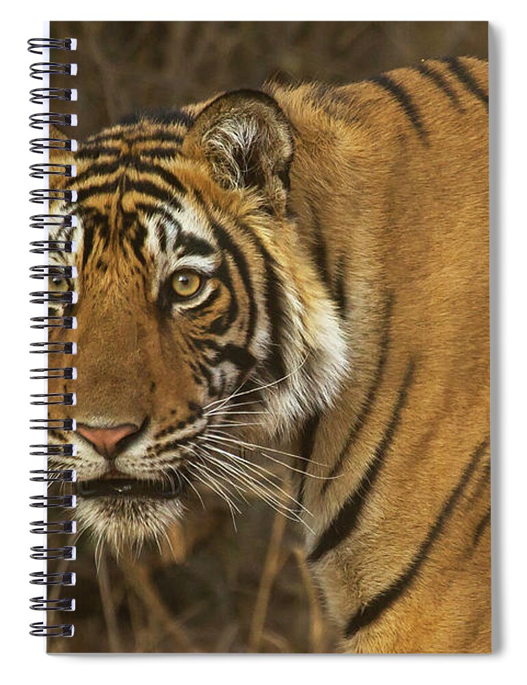 2017 Spiral Notebook featuring the photograph Bengale Tiger by Jean-Luc Baron
