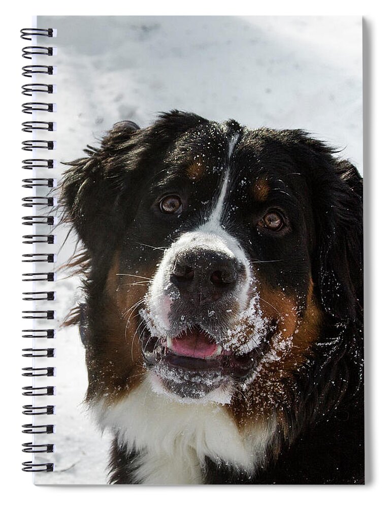 Jean Noren Spiral Notebook featuring the photograph Bernese Mt Dog by Jean Noren