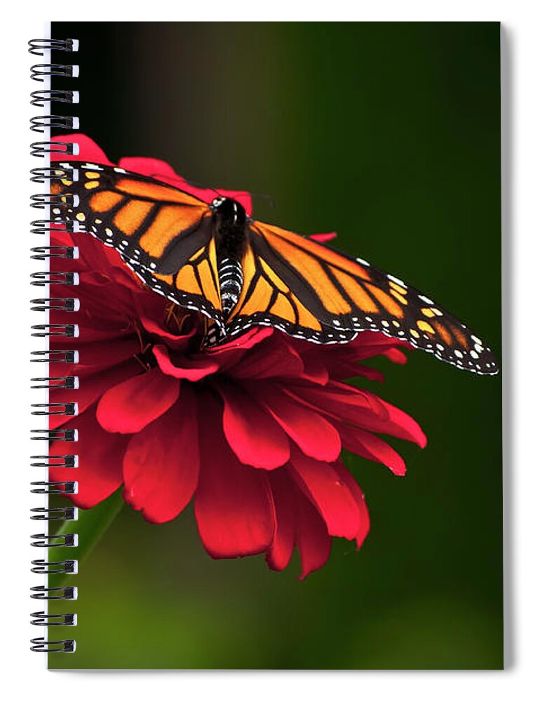 Butterfly Spiral Notebook featuring the photograph BFF by Jeff Cooper