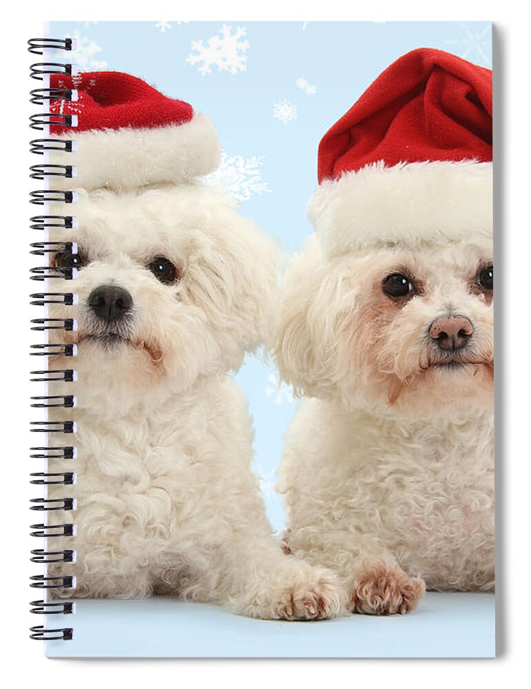 Bichon Frises Spiral Notebook featuring the photograph Bichon Frises in Santa hats by Warren Photographic