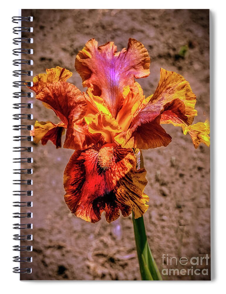 Iris Spiral Notebook featuring the photograph Bicolor Beauty by Robert Bales