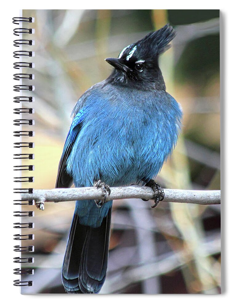 Steller's Jay Spiral Notebook featuring the photograph Big Blue by Shane Bechler