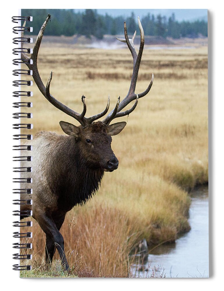 Elk Spiral Notebook featuring the photograph Big Bull Elk by Wesley Aston