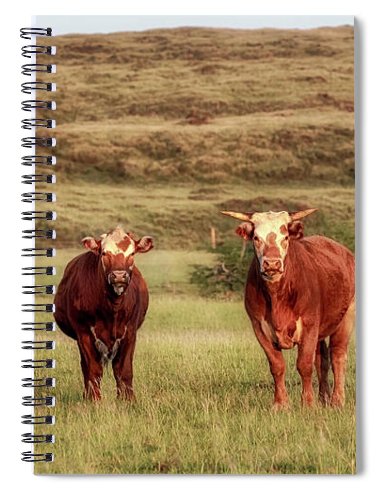 Cattle Spiral Notebook featuring the photograph Big Island Cows by Susan Rissi Tregoning