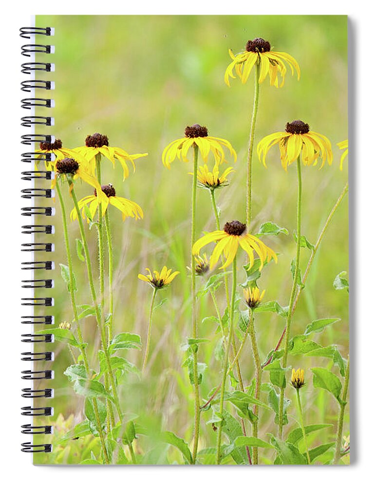 Big Meadows Spiral Notebook featuring the photograph Big Meadows Black-eyed Susans by Lara Ellis
