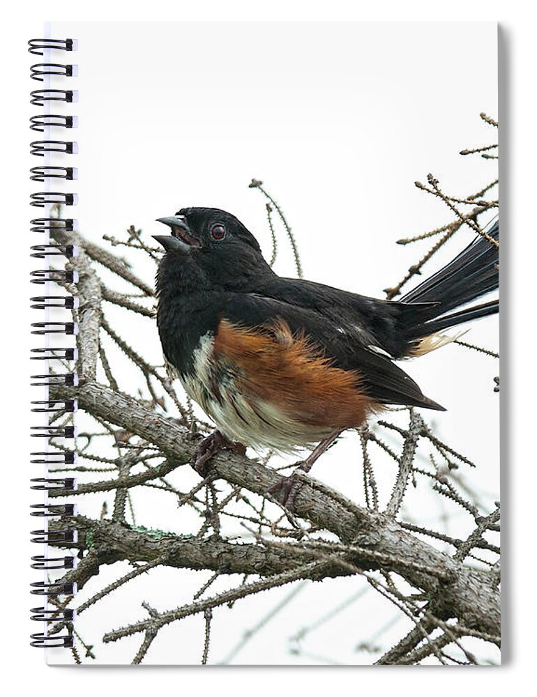 Eastern Towhee Spiral Notebook featuring the photograph Big Meadows Eastern Towhee 1 by Lara Ellis